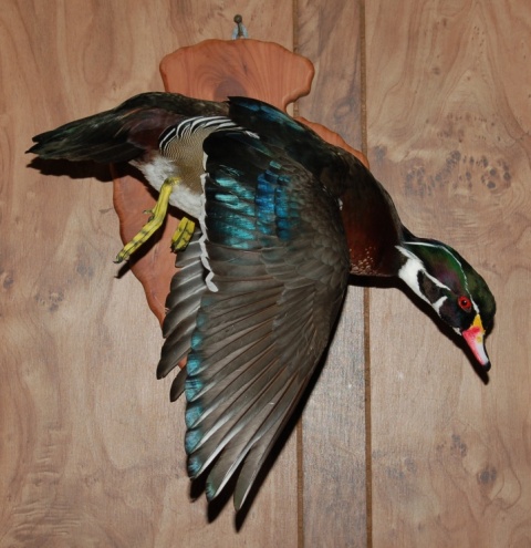 wood duck mounts. Name: My Wood Duck.jpg Views: