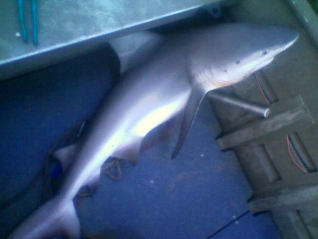 bull shark attack lake michigan. Bull Shark enjoy the pics.