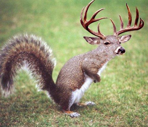 funny pictures squirrel