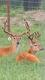 R&J Whitetails