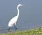 returning egret