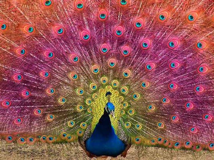 Name: rainbow-peacock-feathers-national-bird-of-india1.jpg Views: 6561 Size...