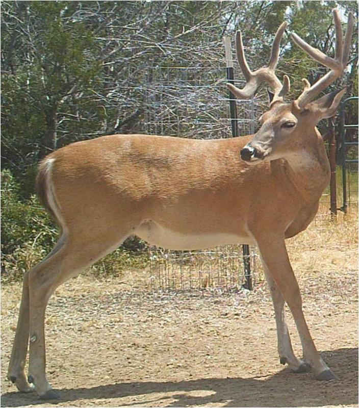 Name:  8pt with curled main beam.jpg
Views: 1918
Size:  124.1 KB
